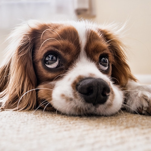  un chiot soin pharmacie Hache